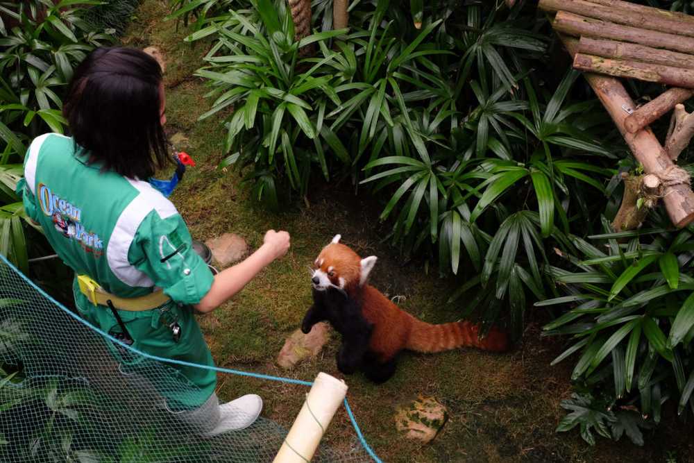 red panda at ocean park hong kong