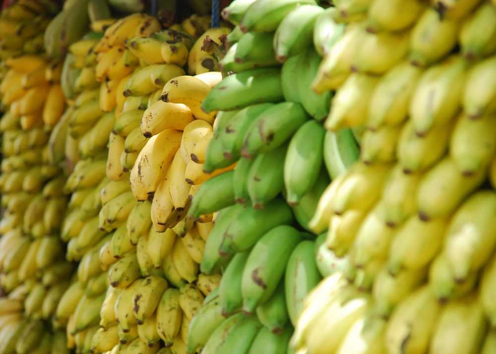 row of bananas mostly yellow with one green