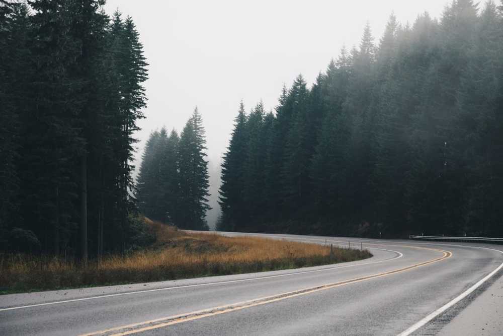pacific coast highway road with forest