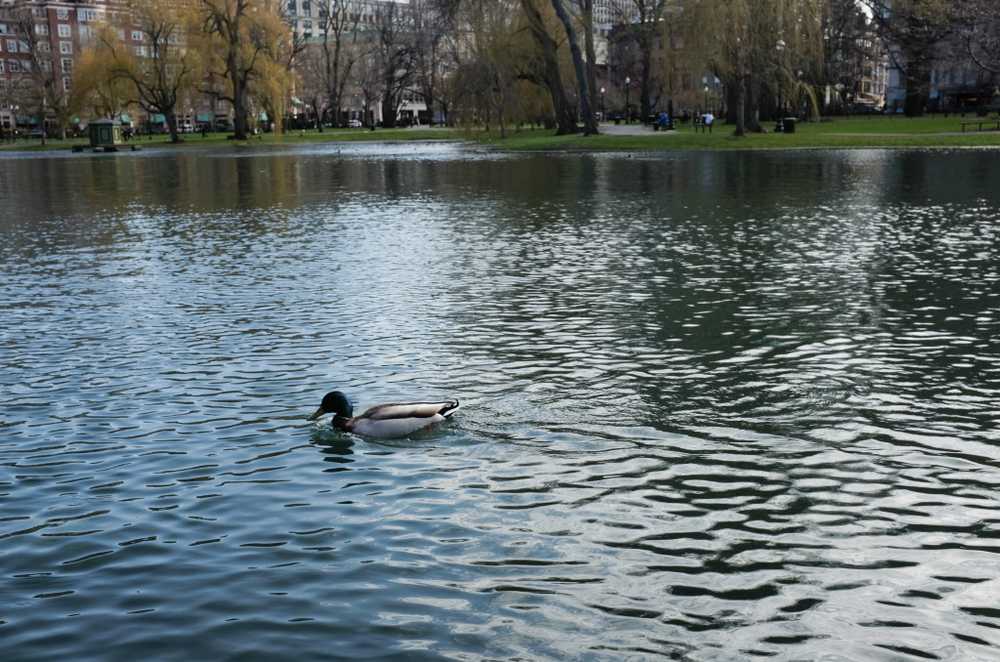 swan lake boston public garden