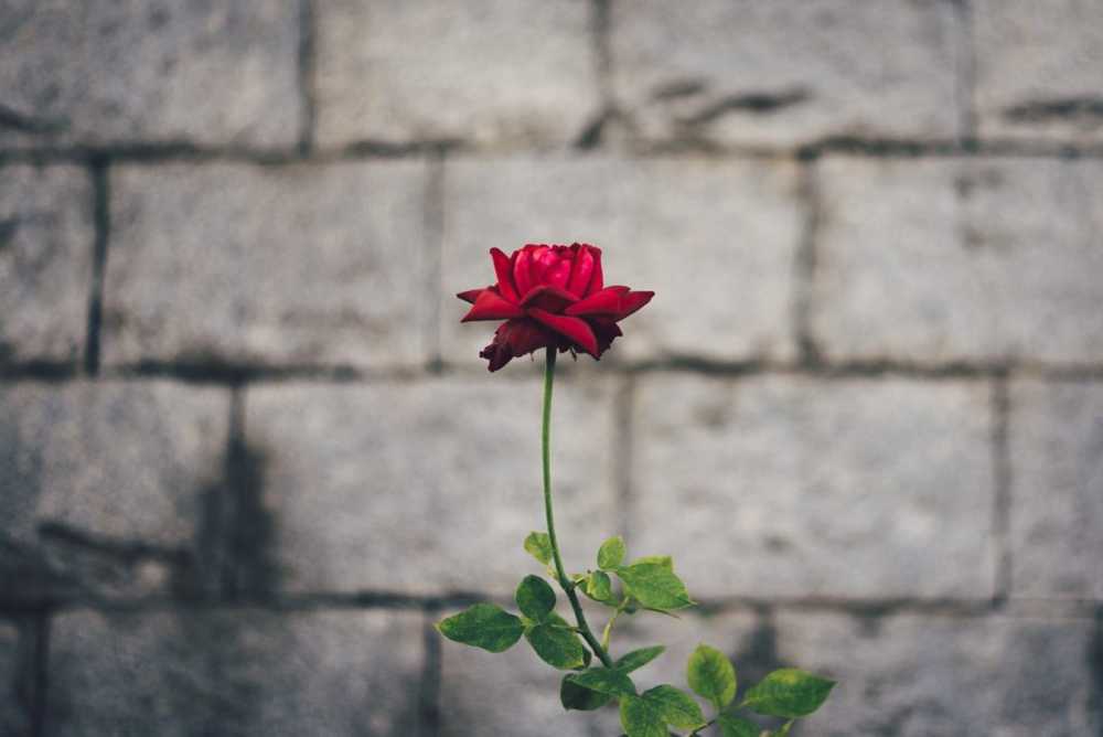 single red rose against brick wall