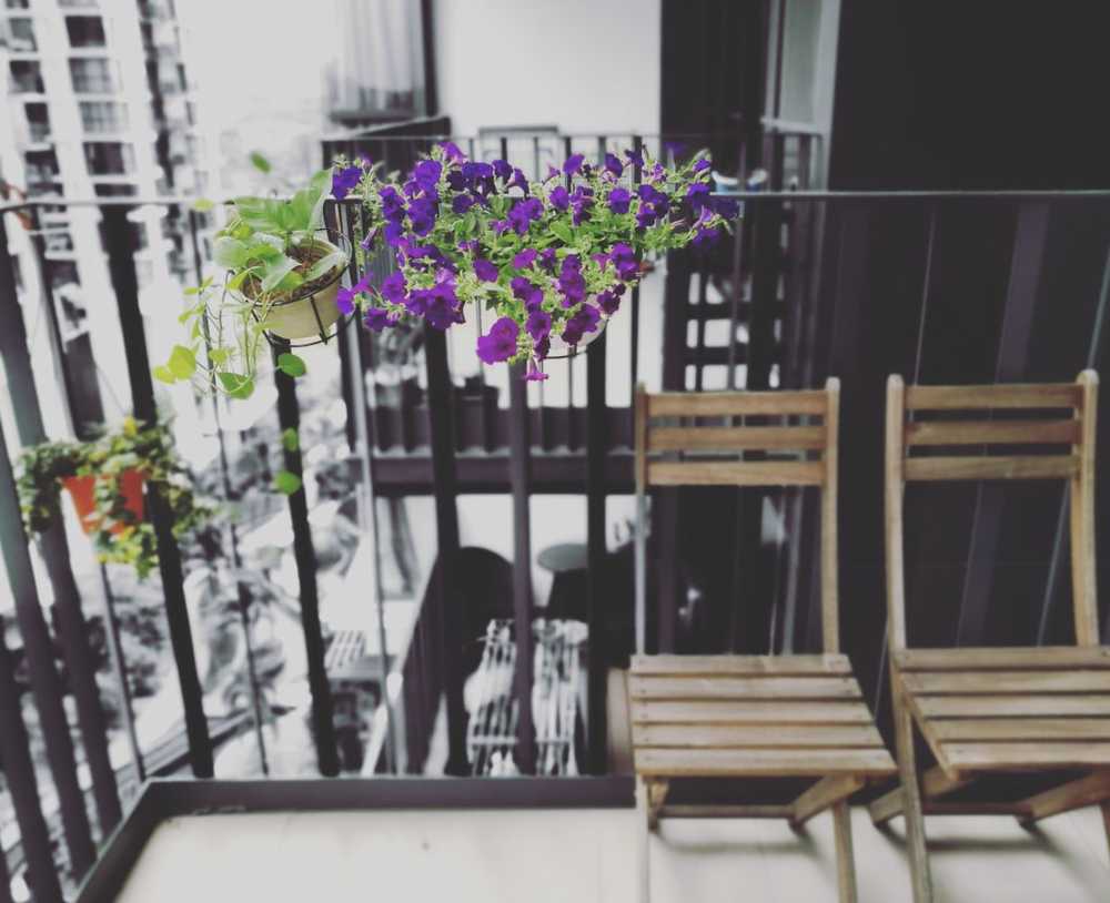 flowering plants in the balcony