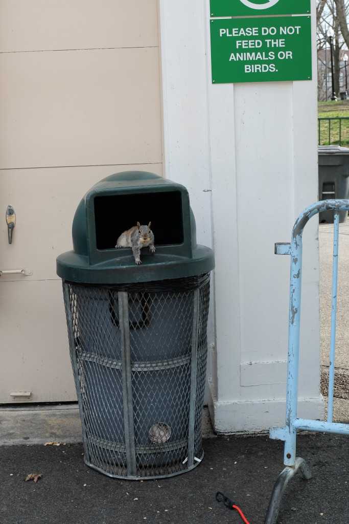 squirrel in a bin